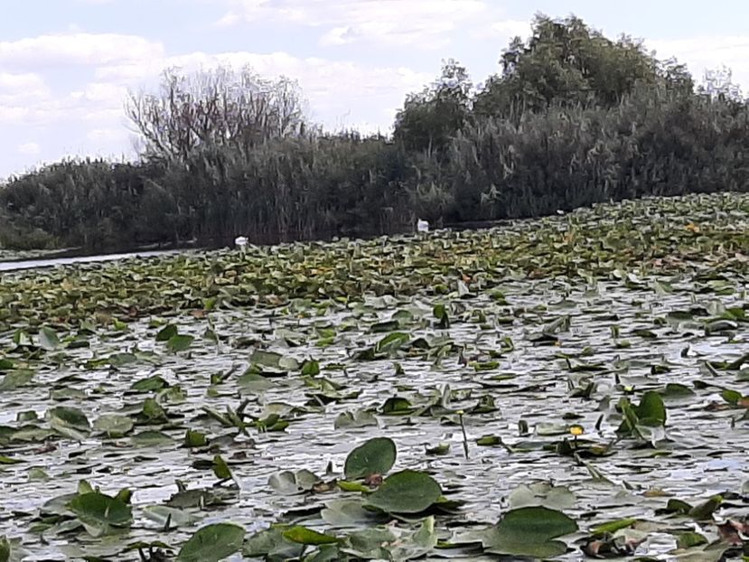  - Rezervația de nuferi Delta Dunării
