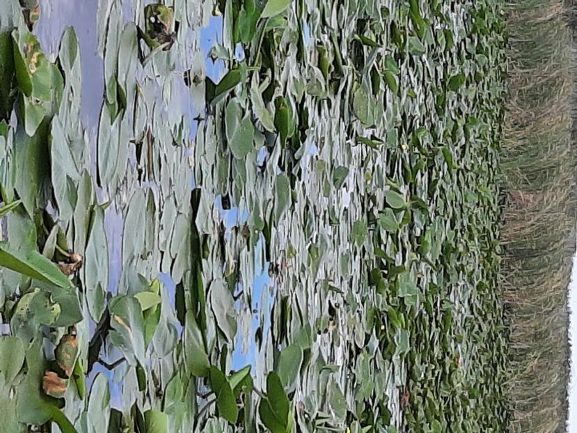  - Rezervația de nuferi Delta Dunării