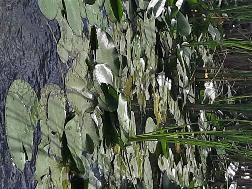  - Rezervația de nuferi Delta Dunării