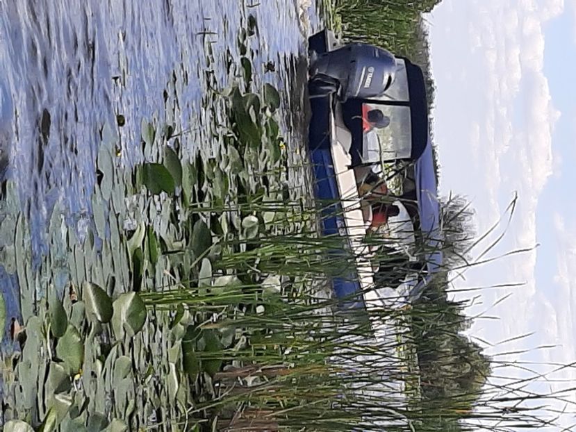  - Rezervația de nuferi Delta Dunării