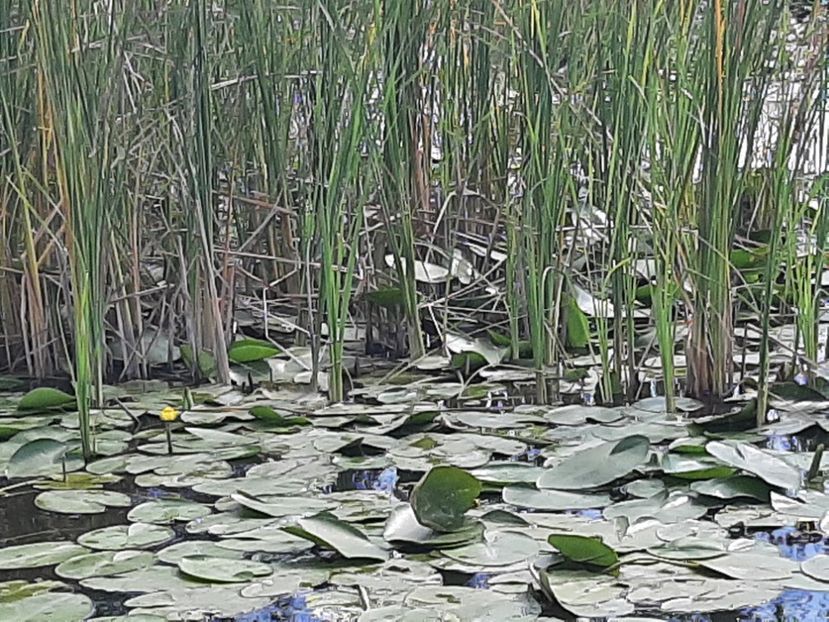  - Rezervația de nuferi Delta Dunării