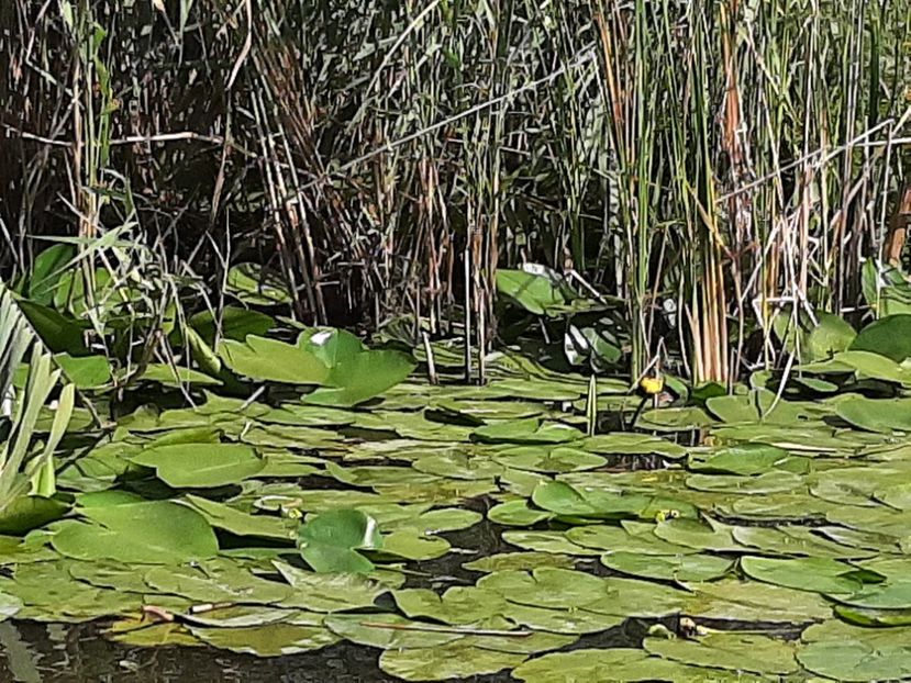  - Rezervația de nuferi Delta Dunării