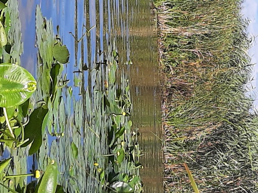  - Rezervația de nuferi Delta Dunării
