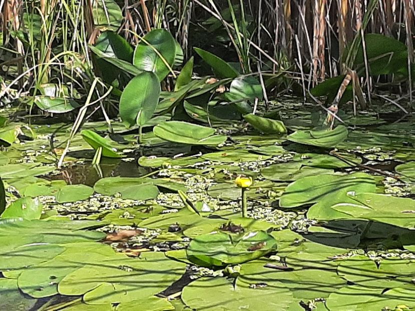  - Rezervația de nuferi Delta Dunării