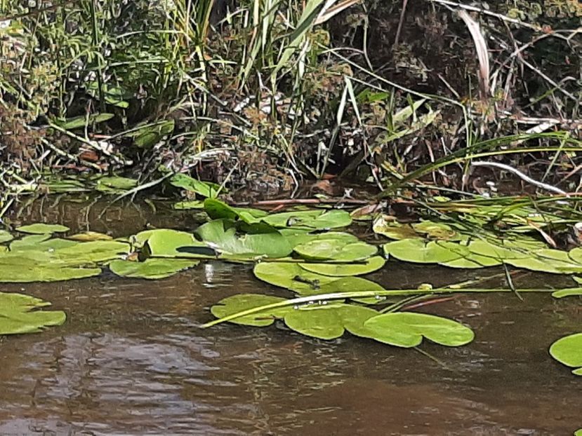  - Rezervația de nuferi Delta Dunării