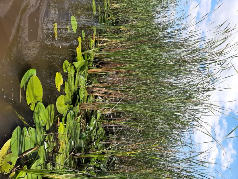  - Rezervația de nuferi Delta Dunării