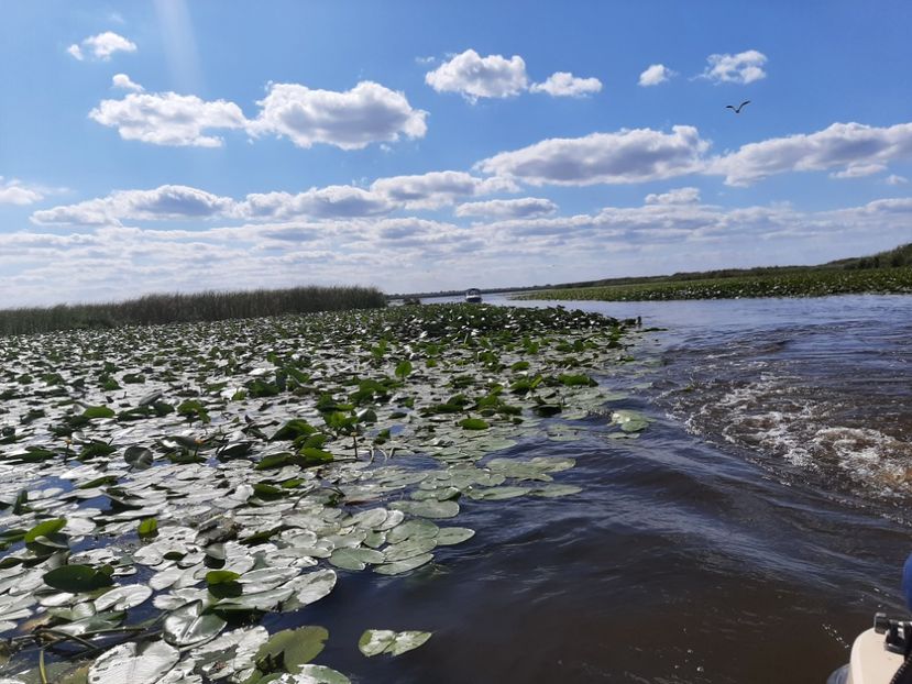  - Rezervația de nuferi Delta Dunării