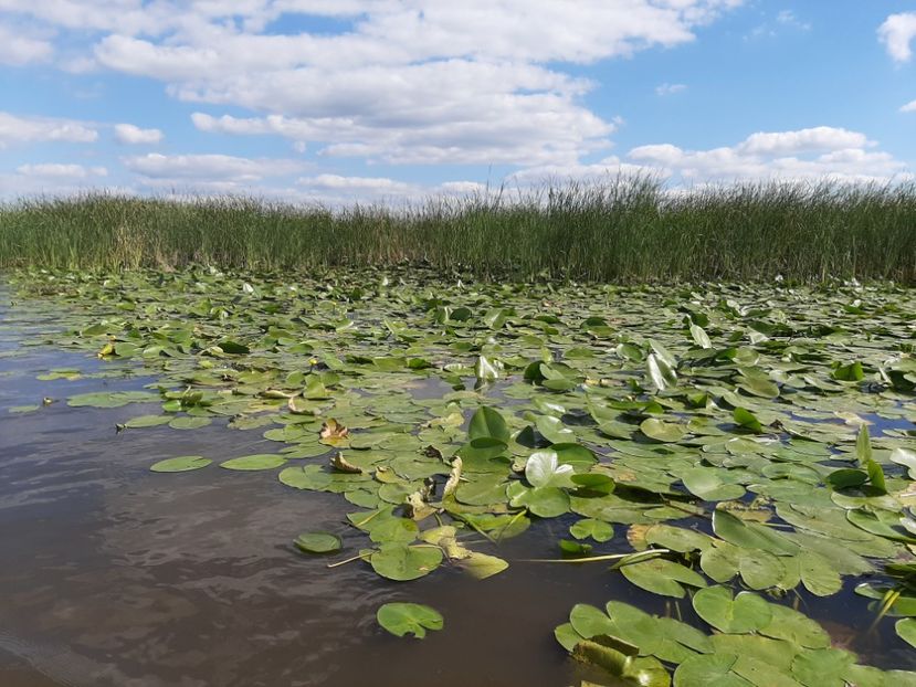  - Rezervația de nuferi Delta Dunării