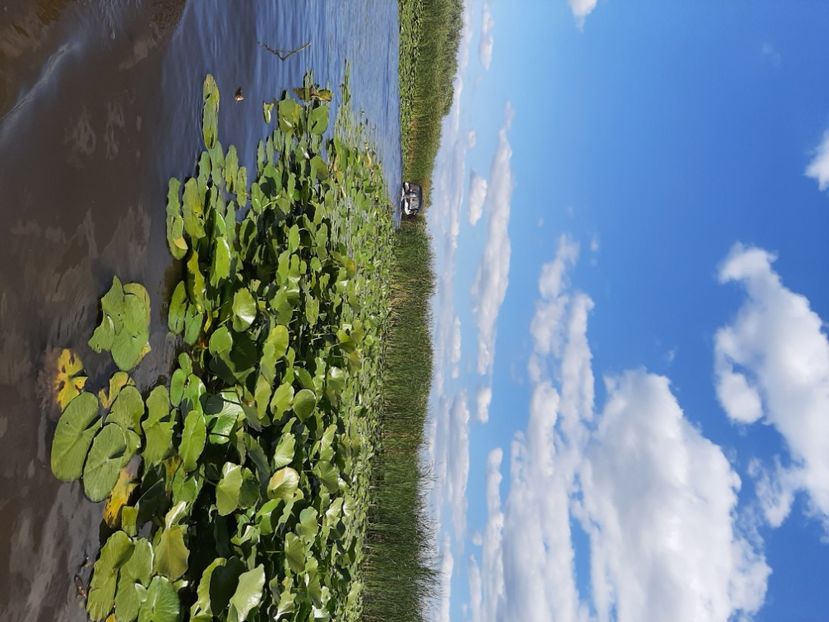  - Rezervația de nuferi Delta Dunării