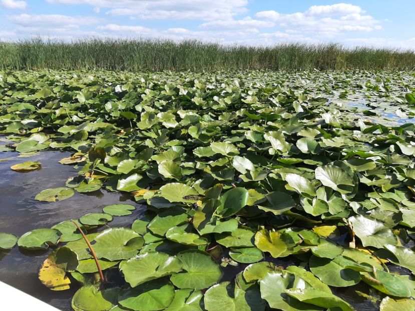  - Rezervația de nuferi Delta Dunării