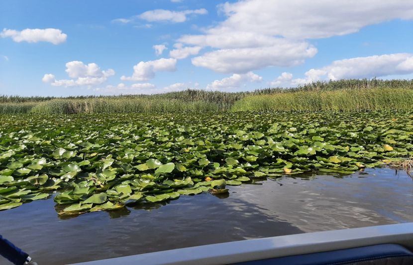  - Rezervația de nuferi Delta Dunării