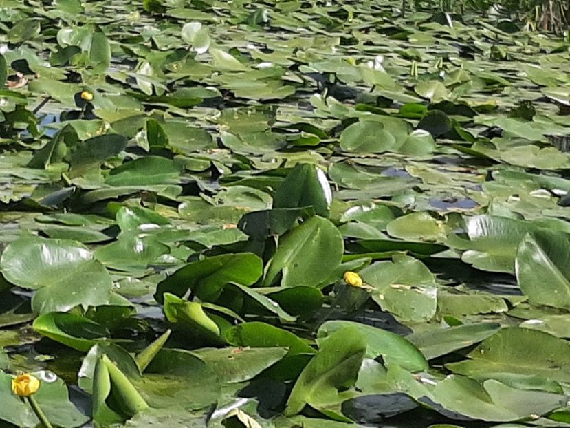  - Rezervația de nuferi Delta Dunării