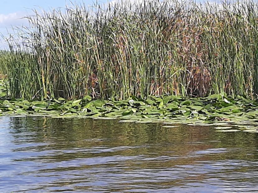  - Rezervația de nuferi Delta Dunării
