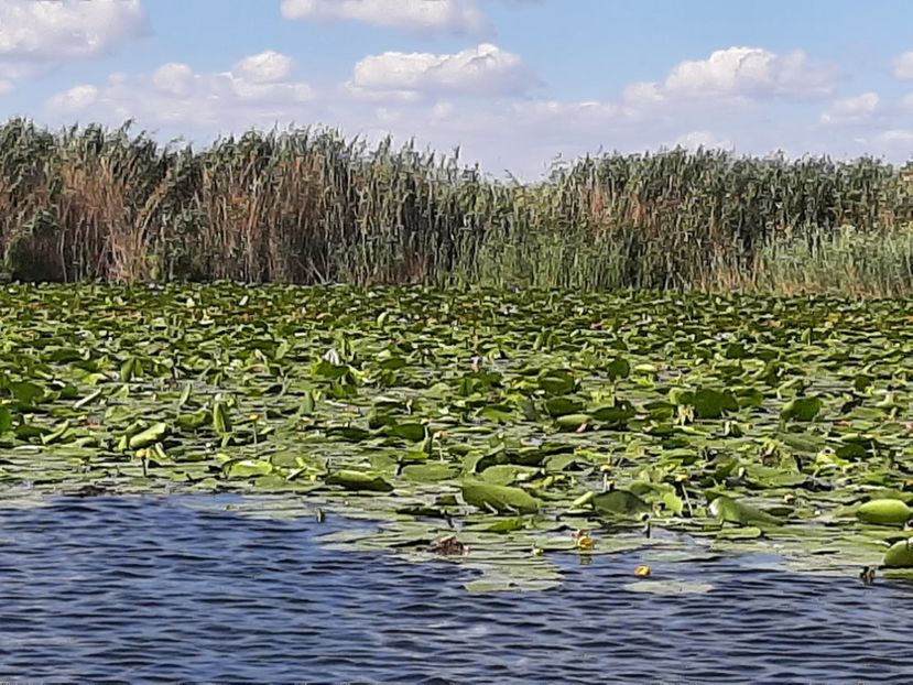  - Rezervația de nuferi Delta Dunării