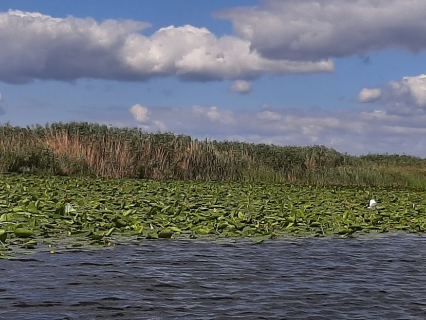  - Rezervația de nuferi Delta Dunării