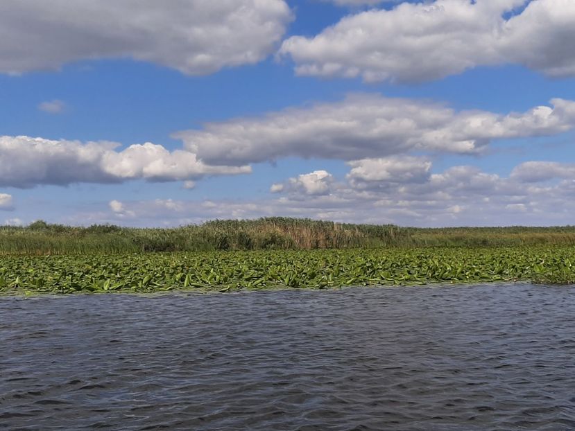  - Rezervația de nuferi Delta Dunării