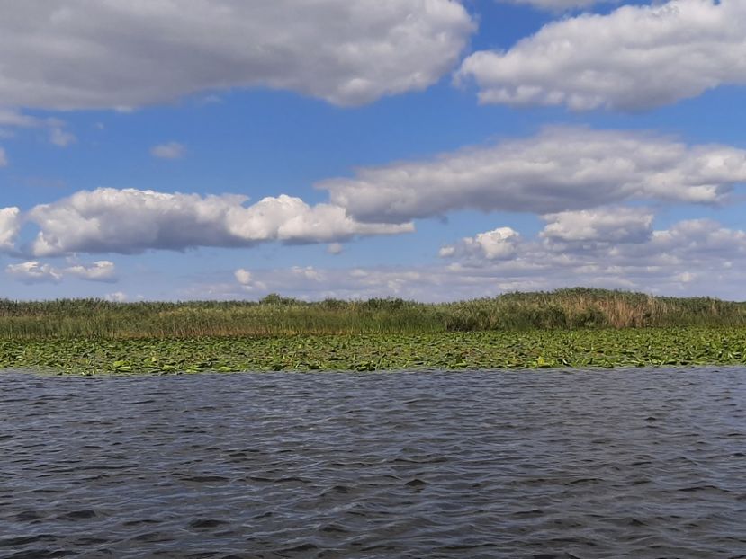  - Rezervația de nuferi Delta Dunării
