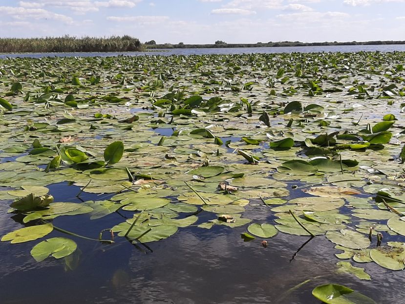  - Rezervația de nuferi Delta Dunării