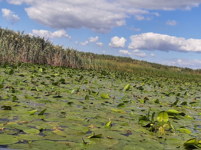  - Rezervația de nuferi Delta Dunării