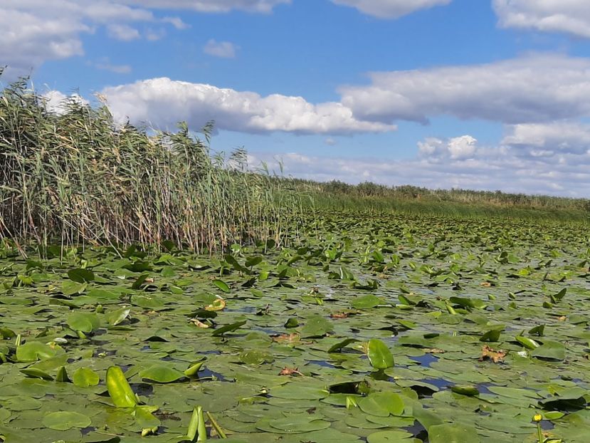 - Rezervația de nuferi Delta Dunării