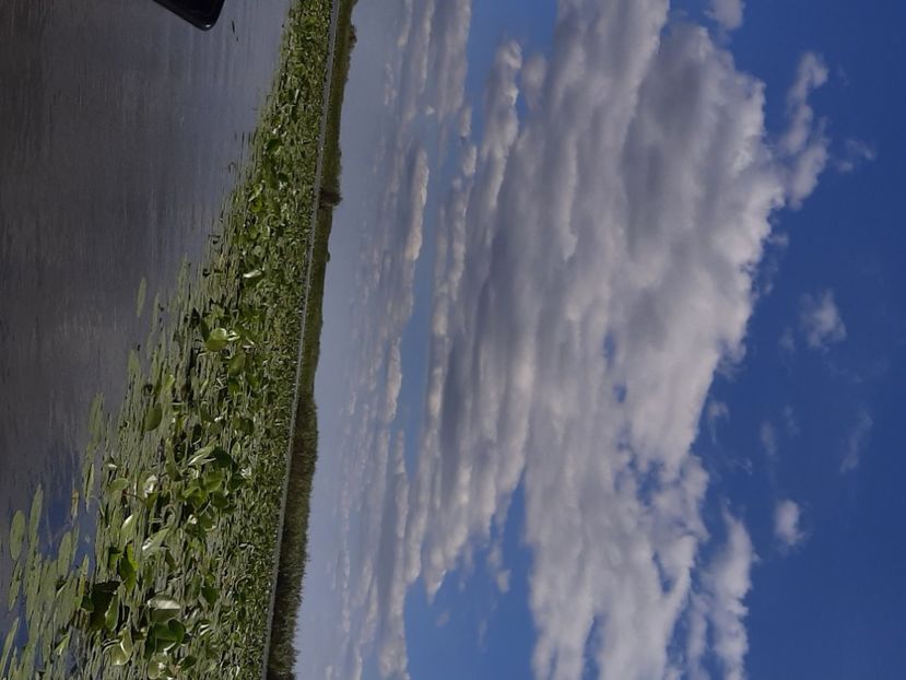  - Rezervația de nuferi Delta Dunării