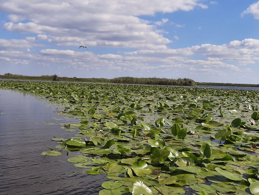  - Rezervația de nuferi Delta Dunării