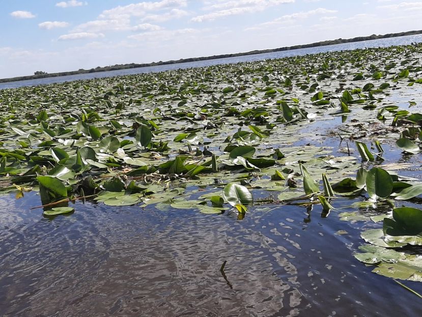  - Rezervația de nuferi Delta Dunării