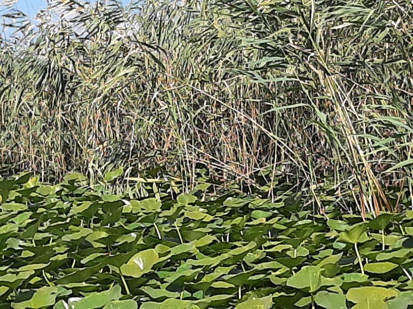  - Rezervația de nuferi Delta Dunării