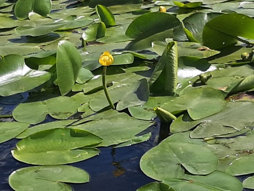  - Rezervația de nuferi Delta Dunării