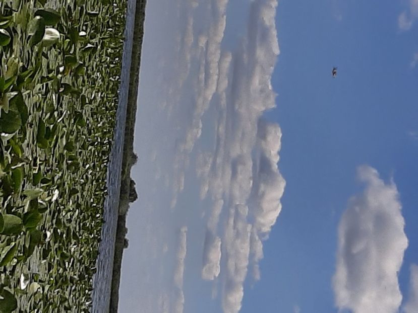  - Rezervația de nuferi Delta Dunării
