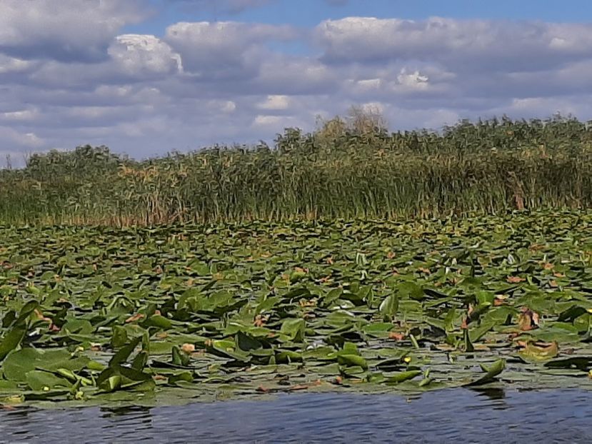  - Rezervația de nuferi Delta Dunării