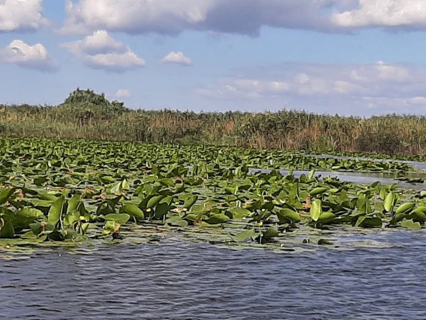  - Rezervația de nuferi Delta Dunării