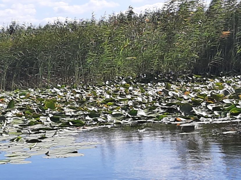  - Rezervația de nuferi Delta Dunării