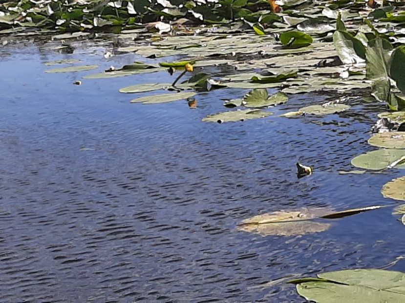  - Rezervația de nuferi Delta Dunării