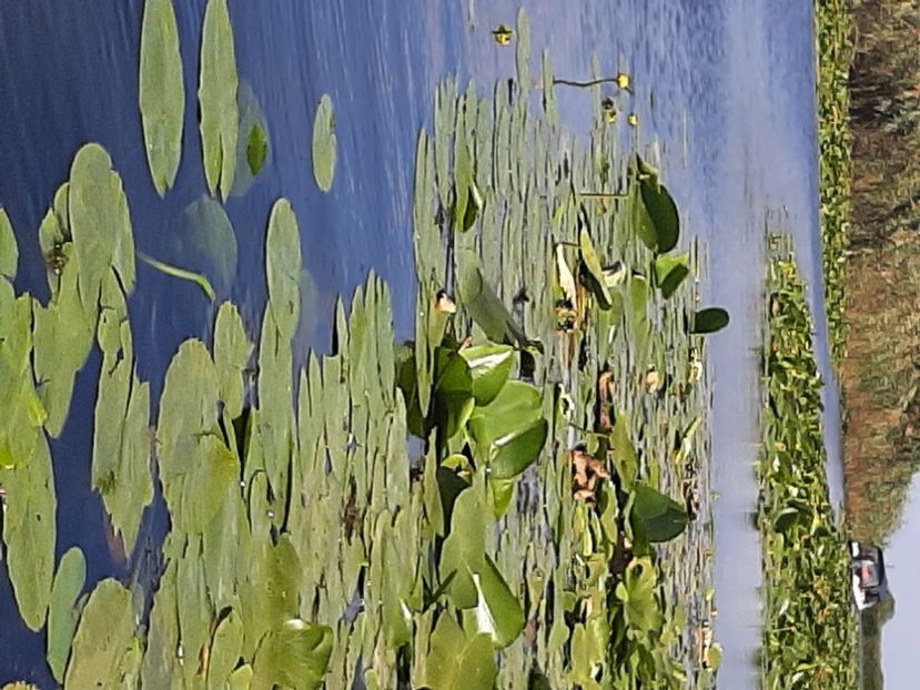  - Rezervația de nuferi Delta Dunării