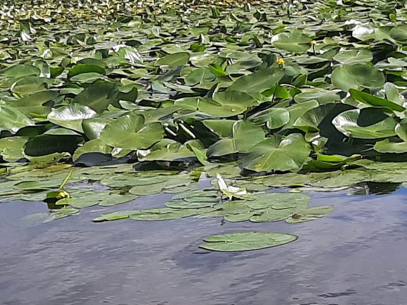  - Rezervația de nuferi Delta Dunării