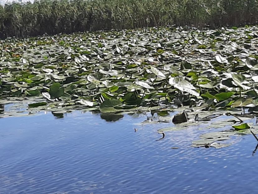  - Rezervația de nuferi Delta Dunării