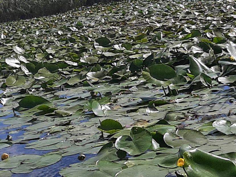  - Rezervația de nuferi Delta Dunării