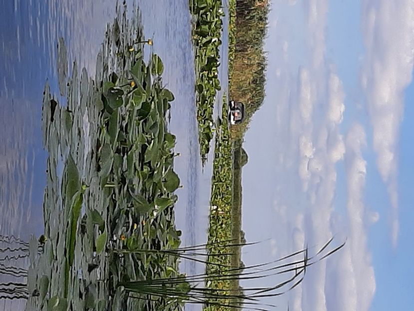  - Rezervația de nuferi Delta Dunării