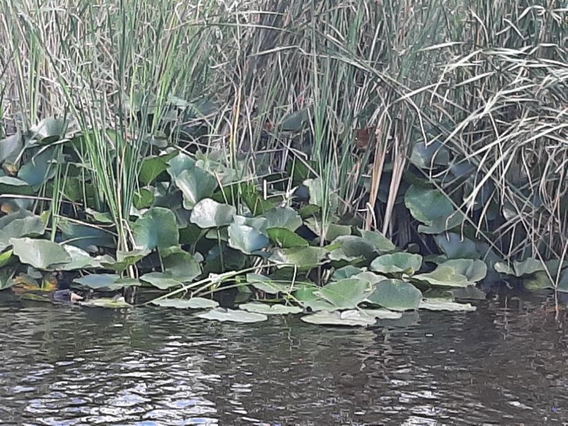  - Rezervația de nuferi Delta Dunării