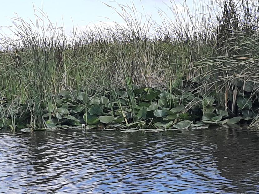  - Rezervația de nuferi Delta Dunării