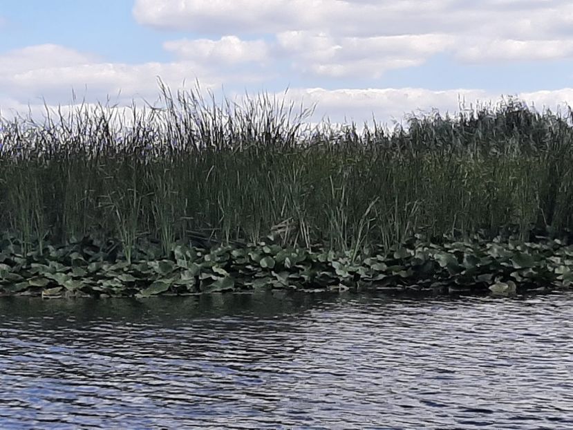  - Rezervația de nuferi Delta Dunării