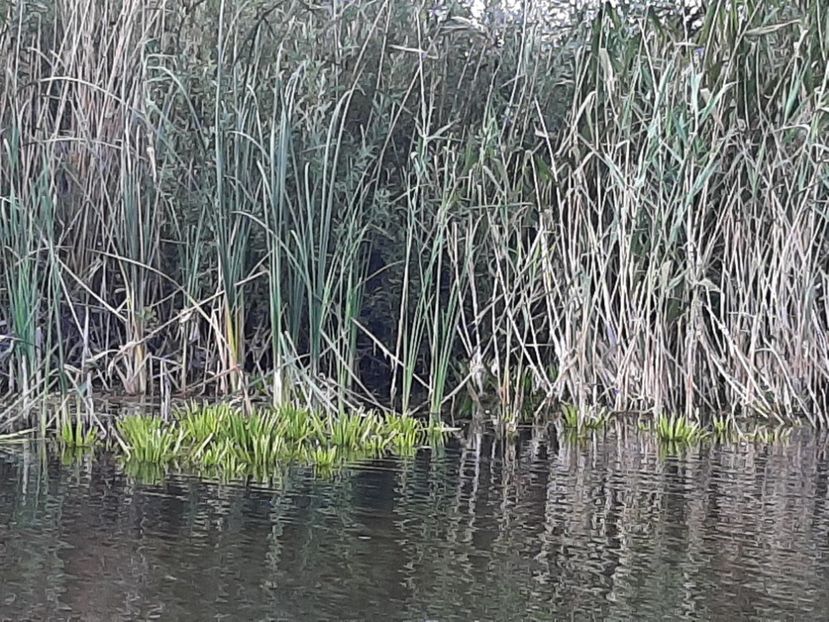  - Rezervația de nuferi Delta Dunării