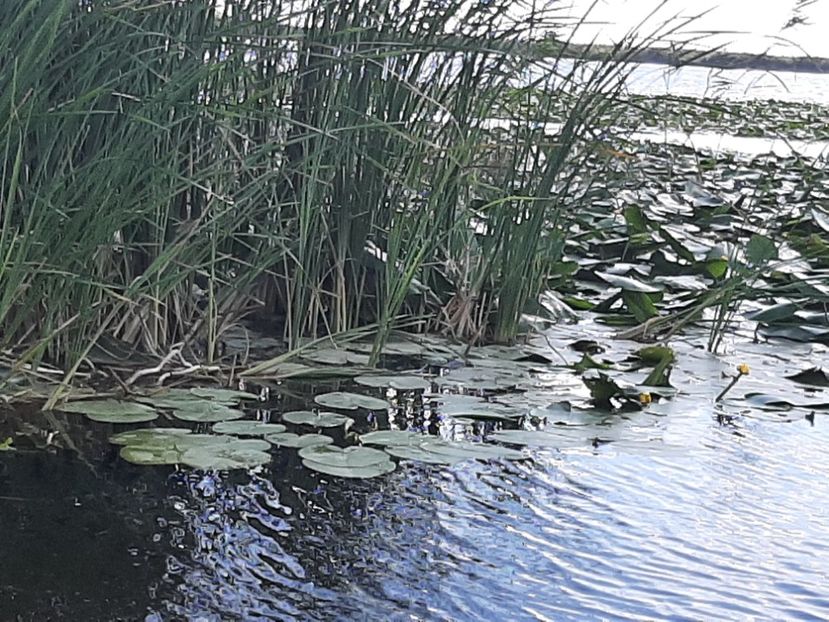  - Rezervația de nuferi Delta Dunării
