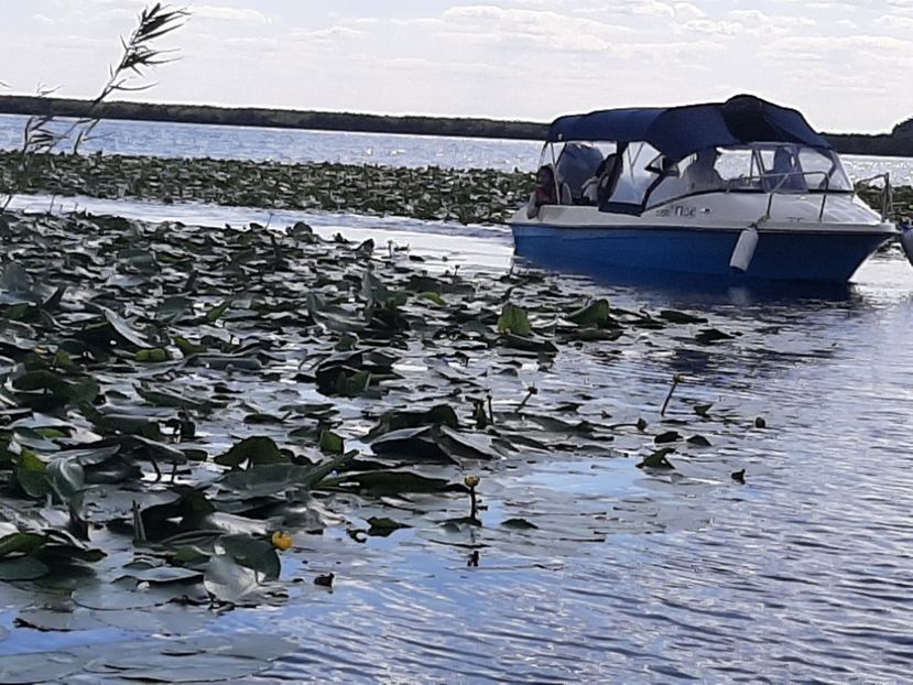  - Rezervația de nuferi Delta Dunării