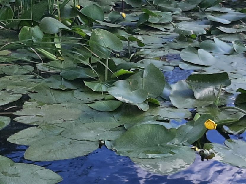  - Rezervația de nuferi Delta Dunării