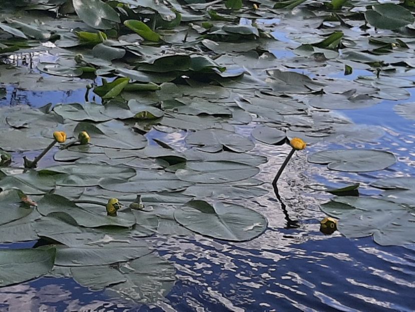  - Rezervația de nuferi Delta Dunării