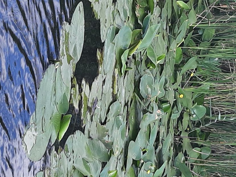  - Rezervația de nuferi Delta Dunării