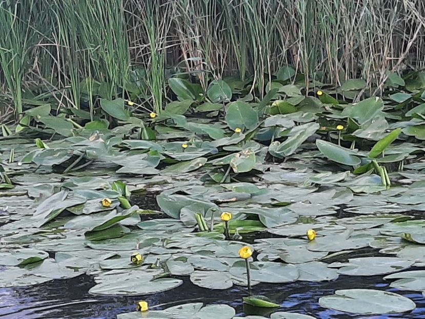  - Rezervația de nuferi Delta Dunării