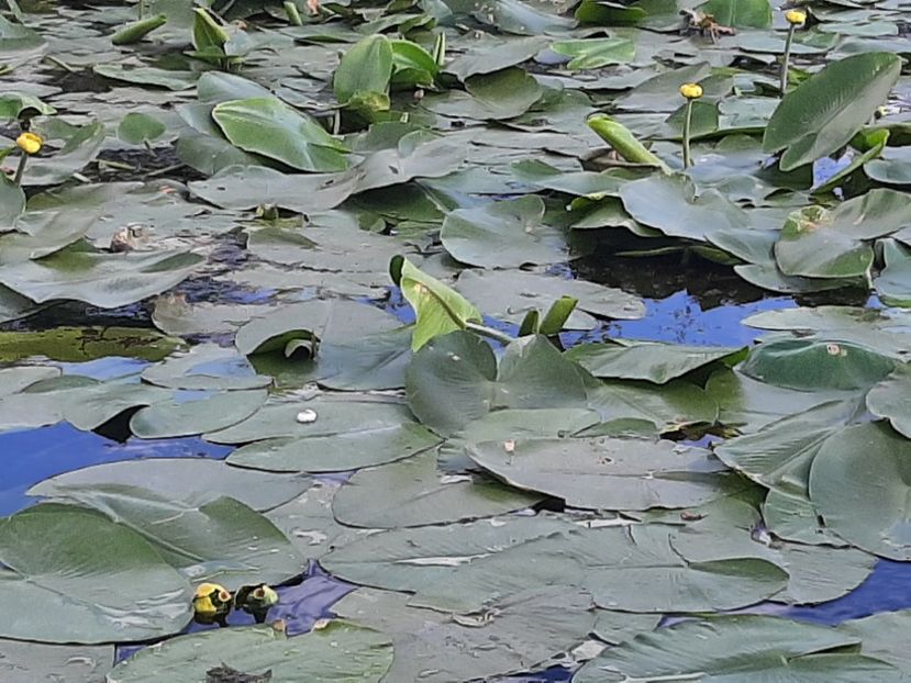  - Rezervația de nuferi Delta Dunării